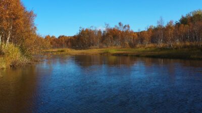 Autumn forest with nature sounds