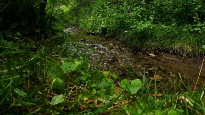 Babbling brook sounds