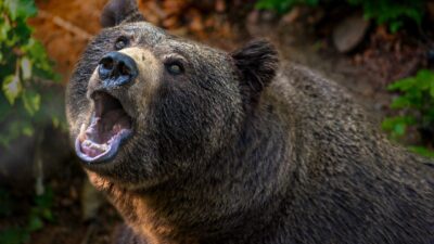 Bear sounds with snarling and growling