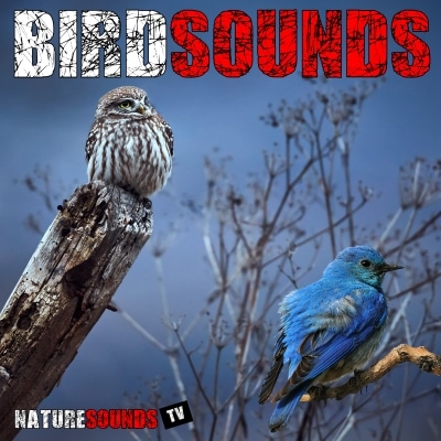 Bird Sounds