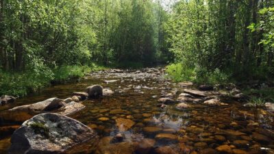 Birds and a stream sound