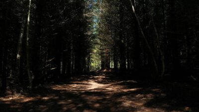 Birds in the forest singing