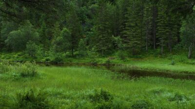 Birds in the green forest