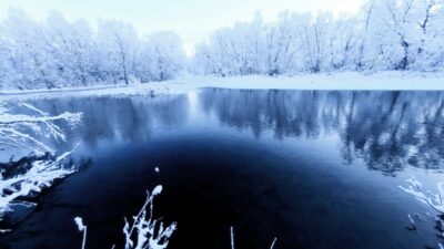 Birds in the winter forest