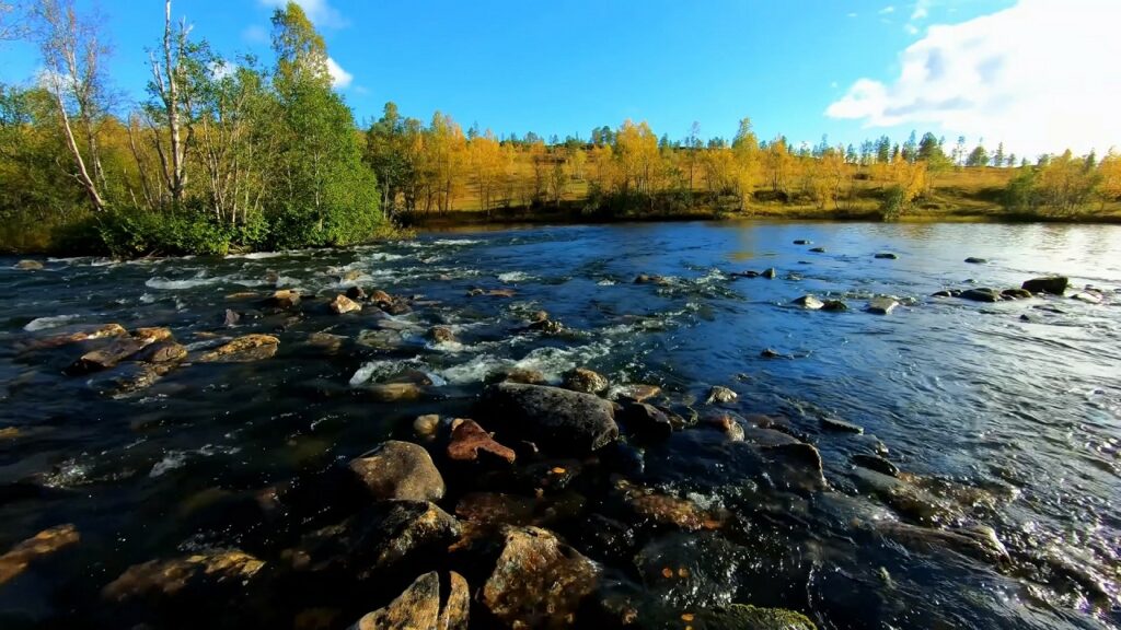 Relaxing sound of a river flowing in the forest