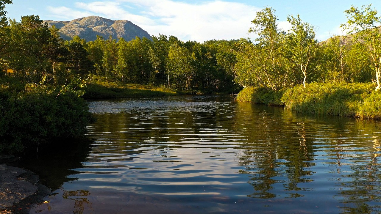 Bird singing and wind blowing on a late summer evening