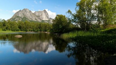 Birds singing in the summer forest