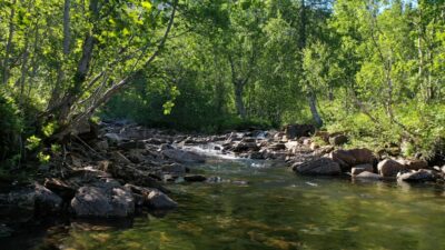 Forest with river and bird sounds