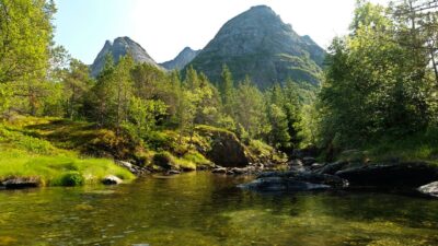 Birds singing in the summer forest