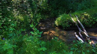 Brook in the forest