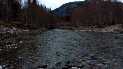 Bubbling river flowing in the spring forest