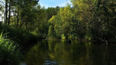 River and bird sounds