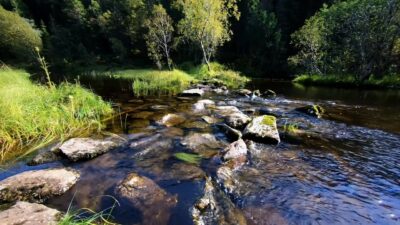 Calm stream in the forest