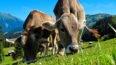 Sound of cows mooing in the summer fields