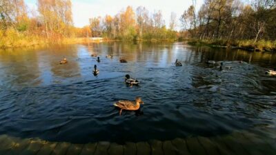 Ducks quacking and splashing