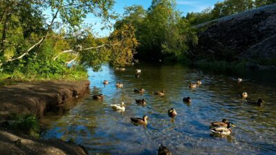 Ducks quacking on a river