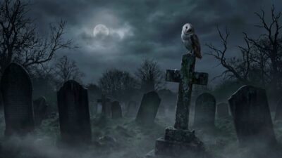 Owls hooting in the night