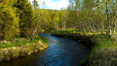 Forest sounds with a river flowing and birds singing