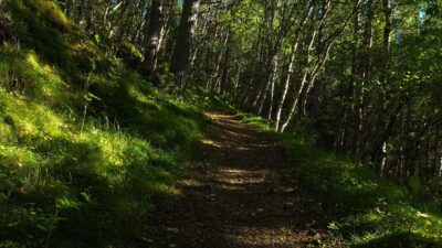 Forest sounds with birds chirping