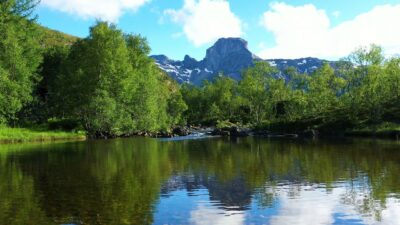 Forest sounds with birds singing and a stream flowing