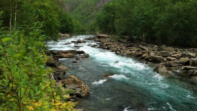 Forest sounds with a river and crows