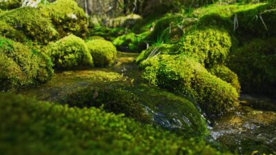 Forest stream sounds
