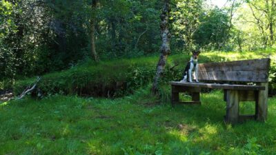 Forest with Robins singing