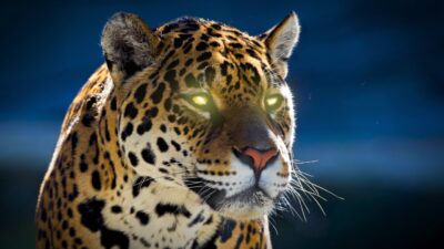 Jaguar snarling and growling