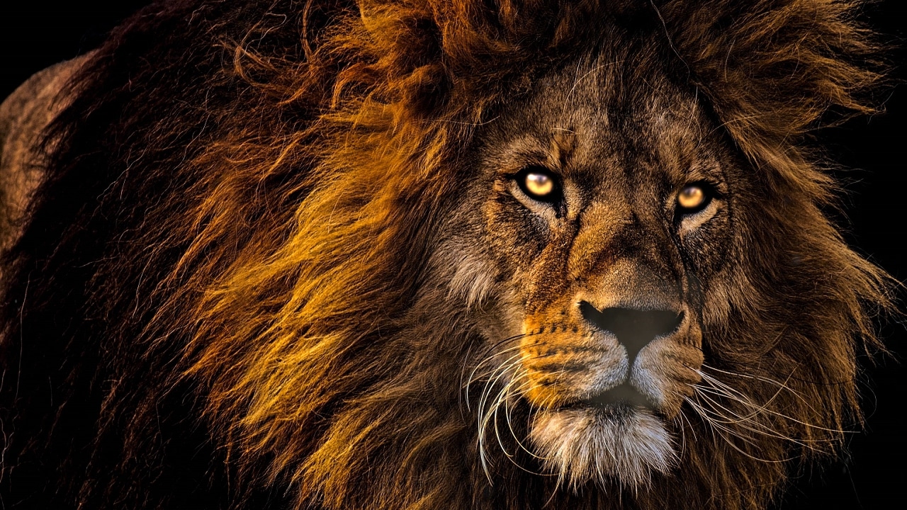 Lions Roar Sound Effects, Why do lions roar? #LionRoar