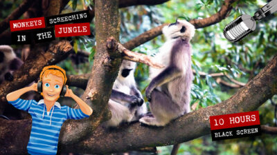 Monkeys in the jungle