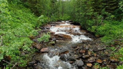 Nature sound of a river in the wet green forest