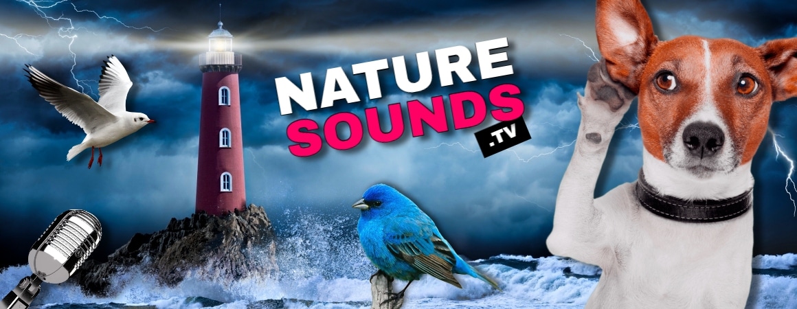 Nature Sounds TV