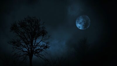 Owls hooting at night
