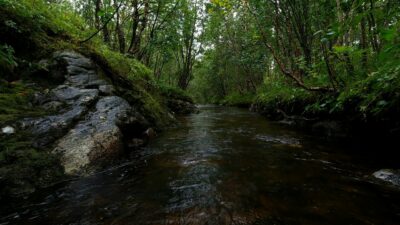 Rain and river nature sounds