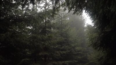 Rain falling in the forest