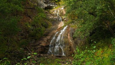 Calming nature sounds from the forest