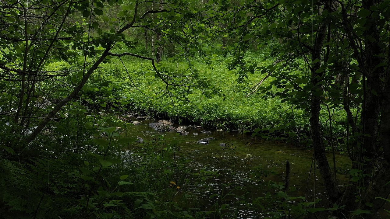 relaxing sounds of nature rain