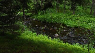 River and bird sounds