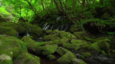 River in a mossy landscape