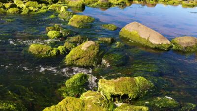 River in an algae landscape