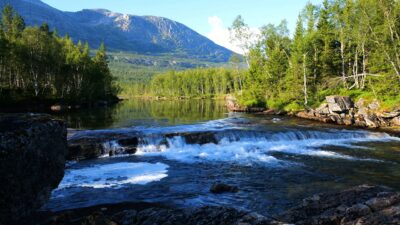 River in the forest