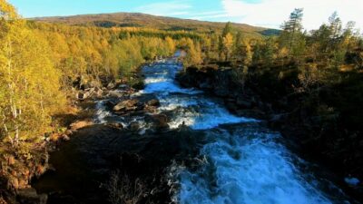 River in the forest sound