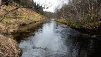 River in the spring forest