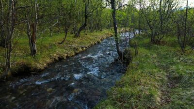 River in the spring forest