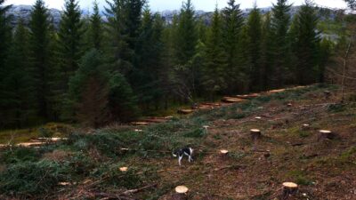 Sad birds singing in the forest