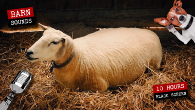 Sheep and lamb sounds