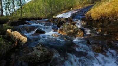 Small river flowing in the forest