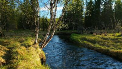 Sound of birds singing and a calm river flowing