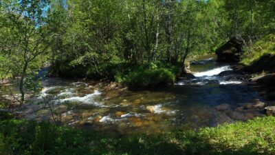 River sounds from the forest