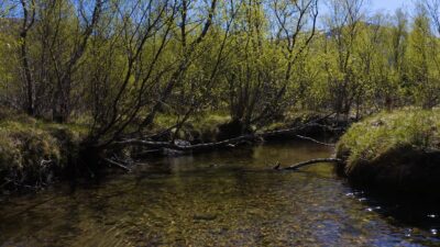 Calm river with birds singing